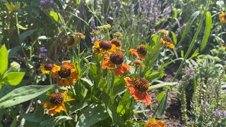 Backyard Border Garden Tour Helenium Gloriosa Daisy Rudbeckia Hyssop Agastache Lantana Verbena etc [upl. by Clementas289]