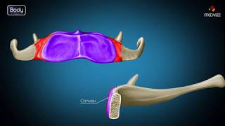 Hyoid bone osteology  Gross anatomy  Attachments  Movements  Clinical significance  USMLE [upl. by Deborath]