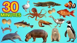 30 Minute Water Animals Name In English [upl. by Wie]