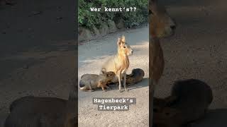 Hagenbecks Tierpark Hamburg Hagenbeck hamburg [upl. by Nannette]