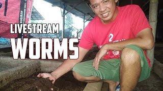 🔴Live Tidak ada aliansi disini  Worms [upl. by Kindig]