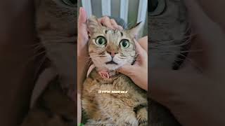 Cat Funny Videos 🥰 kitten meowing crying 🐱 catslife Episode 1385 [upl. by Alleuqahs3]