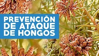 ¿Cómo prevenir el ataque de hongos [upl. by Violetta]