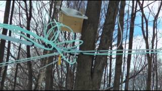 Maple Syrup Makers Tap Into New Technology [upl. by Lorrimor]