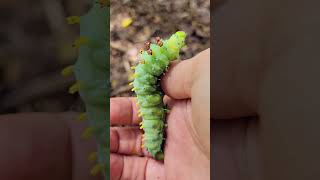 North Americas Largest Moth 🦋the Cecropia Moth facts shorts nature wildlife [upl. by Jon565]