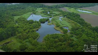 Celebrating the Centenary of Gosforth Nature Reserve [upl. by Wendell596]