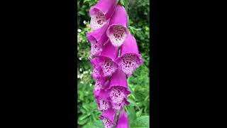 How to grow Digitalis Purpurea  Foxglove for colour amp structure attracting bees and pollinators [upl. by Cesya44]