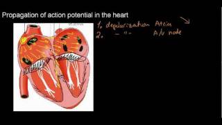 lecture 21 part 2 ECG AP in the heart [upl. by Niamrahc565]