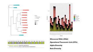 DADA2 and Phyloseq to analyze and visualize 16s rRNA Amplicon Metagenomic Sequencing Data [upl. by Ennagroeg]