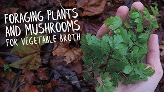 Foraging Plants amp Mushrooms For Vegetable Broth [upl. by Lainahtan]