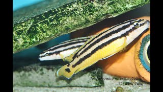 Julidochromis ornatus Uvira [upl. by Annissa]