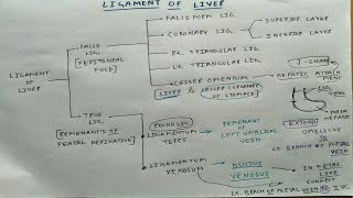 Ligament of liver 6 TCML Chart  ENMEDER [upl. by Abran319]