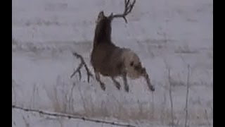 Mule deer buck with droptine shedding antlers on film a must see [upl. by Atat]