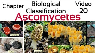 AscomycetesThe sac Fungi Ascospores Ascocarp penicilliumYeastmorchella trufflesclaviceps [upl. by Carole923]