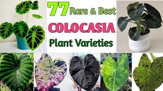 77 COLOCASIA SPECIES  COLOCASIA Plant Varieties with Names  Plant and Planting [upl. by Ernaline]