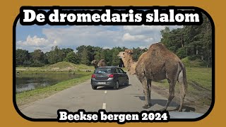 De dromedaris slalom Beekse bergen 2024 [upl. by Eirek768]