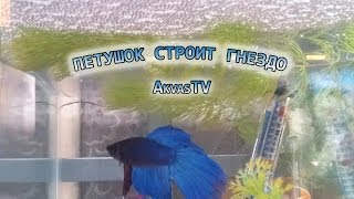 ПЕТУШОК СТРОИТ ГНЕЗДО Betta building a bubble nest [upl. by Newman]