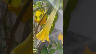 💫Brugmansia Sanguinea in bloom💫 tree flower flowers floras gold oro love sun nature wow [upl. by Jasik945]