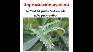 Reproducción de las Plantas EN 1 MINUTO biología [upl. by Aihsilat165]