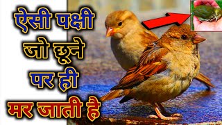 Titoni Bird  ऐसी🔥पक्षी जो छूने💥पर ही मर😱जाती है  Titoni Bird  Titoni Bird touch  Tik tok shorts [upl. by Moffat]