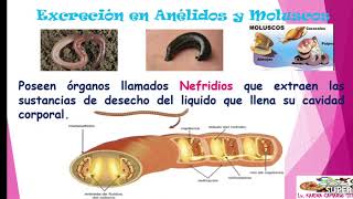 Excreción en Animales vertebrados🐸🐀🦅 e invertebrados 🐝🐛🐌🦑 [upl. by Odnalra]