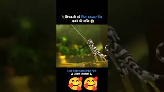 Girgit ko color change🤣 kerne ki power kese mele😆 shortvideo shorts [upl. by Eisse]