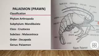 classification of PalaemonGeneral characteristics and body division of PalaemonAppendages of prawn [upl. by Cally]