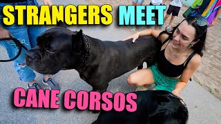 Reactivity Dog Training Introducing Strangers To Cane Corsos [upl. by Leamse]