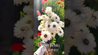 How to Grow Pierrot White Helipterum [upl. by Mariel]