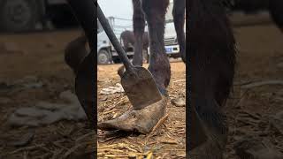 Wonderful Donkey Hoof Trimming Video shorts hoof [upl. by Beka]