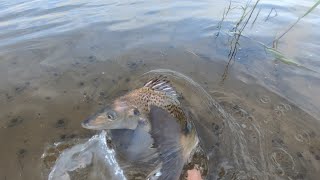 Stilbay estuary lure fishing for grunters [upl. by Alyworth]