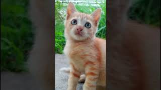 Meow meow so kitten cute cat kitten catvideos animals shorts [upl. by Ahsilak]