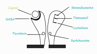 GABA Receptors  GABAA Receptors  GABA Receptors part 1 [upl. by Leirua153]