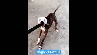 Dogo Argentino vs Pitbull  pitbull wants to untie his leash so he can fight [upl. by Inattirb]