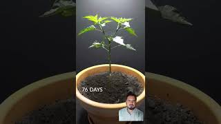 158 Days in 40 Seconds  Peter Pepper Timelapse [upl. by Onavlis53]