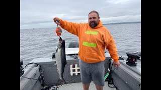 Puget Sound King Salmon [upl. by Rowe]