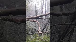 Arbre mort forest forestsounds camping mood travel survival winter nature [upl. by Mulderig]