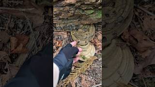 Stacked Artist’s bracket I think fungi asmr [upl. by Denman676]