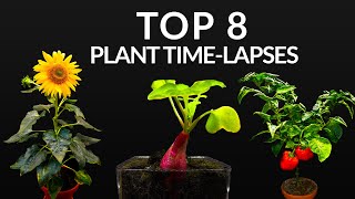 384 Days in 8 Minutes  TOP 8 Plant Growing Timelapses [upl. by Nolla]