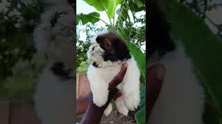 TOP QUALITY TRICOLOUR SHIZTHU MALE FEMALE PUPPY AVAILABLE CALL  6369317904 puppyshop puppyspot [upl. by Lucilia]