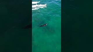 Monk Seal in Waikiki filmed with a drone [upl. by Suanne]