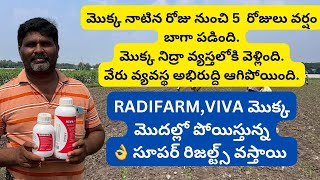 వర్షం బాగా పడి నేల గట్టిపడితే నేనుradifarmvivaమొక్క మొదల్లో పోయించండిresults 👌pallerythu1 [upl. by Spielman]