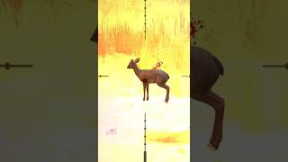 Kirks dik dik Hunting hunter viral [upl. by Llebana]