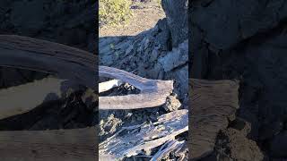 Lava trees from 1973 Kilauea Volcano eruption [upl. by Nawek483]