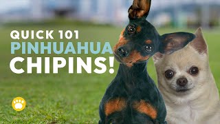 Chihuahua Miniature Pinscher Mix Chipin Facts [upl. by Aicul360]