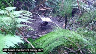 Male lyrebirds can imitate the sounds of many birds at once  Science News [upl. by Ahserak]