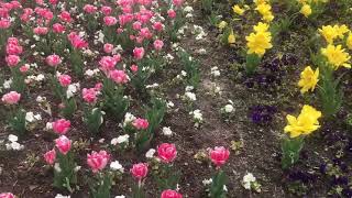 Parang na sa Holland ll Tulips Garden ll Killesberg Park [upl. by Ardath]