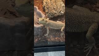 Introducing The Adorable New Bearded Dragon [upl. by Stephannie]