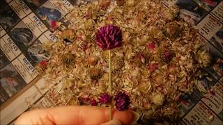 How To Collect Gomphrena Seeds [upl. by Nelaf]