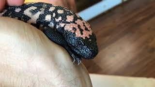 Two Gila Monsters to Compare [upl. by Jonathan]